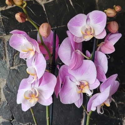 Orquídeas Phalaenopsis cor-de-rosa claro com estacas pretas e fundo de azulejos escuros