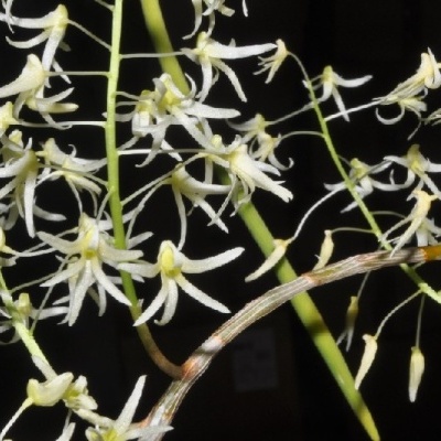 Flores de orquídea branco-amareladas com pétalas finas e alongadas