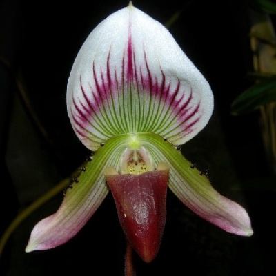 Orquídea branca com riscas vermelhas e verdes num fundo escuro
