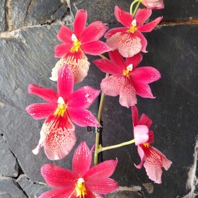 Orquídea vermelha com detalhes rosa e amarelo num suporte de pedra preta.