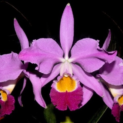 Flores de orquídea lilás com centro amarelo e púrpura