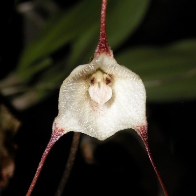 Flor branca peluda com detalhes vermelhos em caule fino