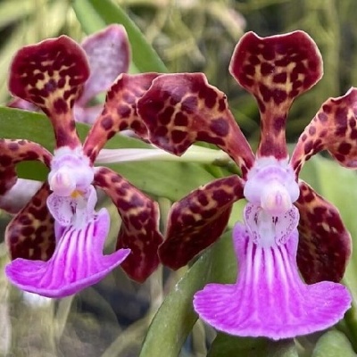 Flor de orquídea castanha com manchas creme e labelo rosa