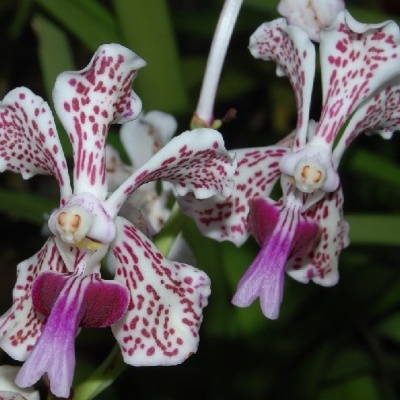 Flores de orquídea brancas com pontilhados vermelhos e detalhes roxos
