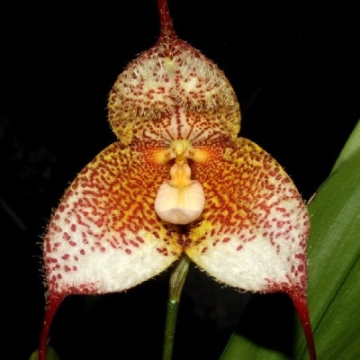 Orquídea com pétalas triangulares e padrão vermelho e amarelo