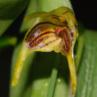 Flor amarela com riscas vermelhas e detalhes laranja e folhas verdes