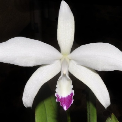 Orquídea branca com petalas longas e labelo rosa