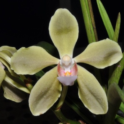 Flor de orquídea amarela com centro branco e rosa em fundo escuro