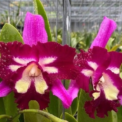 Orquídeas rosas e bordô em estufa com folhas verdes