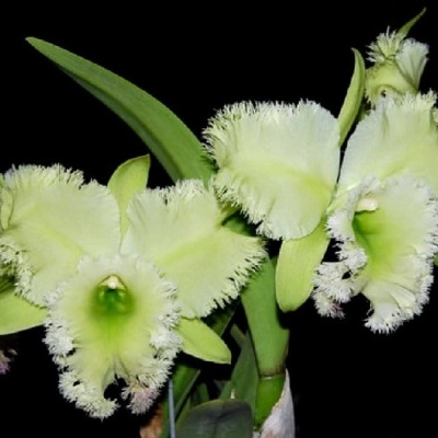 Orquídea verde com margens franjadas em fundo preto