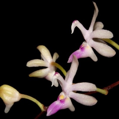 Orquídea com flores pequenas rosa claro e branco em fundo preto