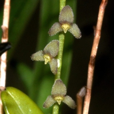 Orquídea pequena com flores cinzentas texturizadas em espiga verde