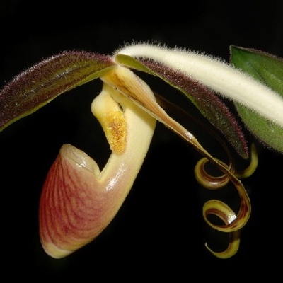 Flor exótica colorida com pétalas em formas distintas e textura aveludada