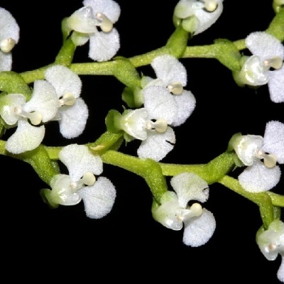 Ramo de flores brancas pequenas com caules verdes sobre fundo preto
