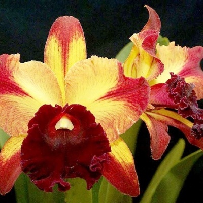 Orquídea amarela e vermelha com textura aveludada contra fundo preto