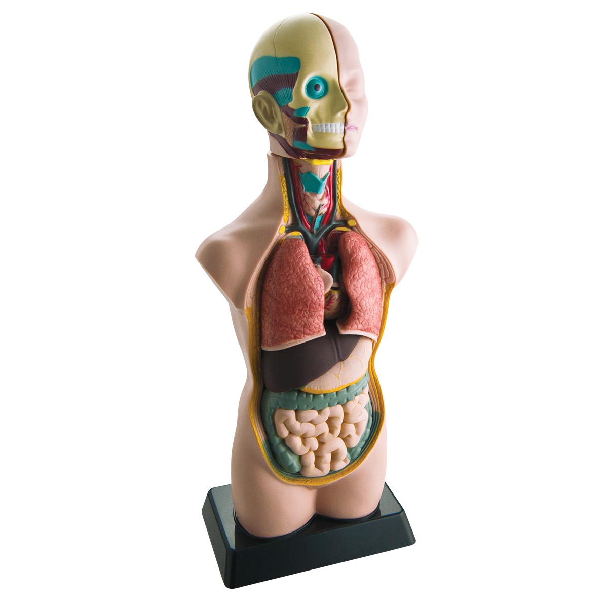 Mini torso humano 50 cm (11 partes) Modelo anatómico do torso humano com órgãos internos coloridos em base preta