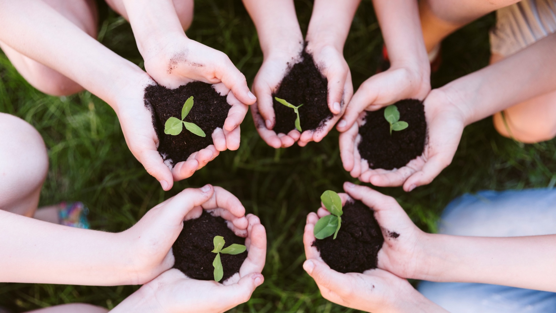 Mãos jovens seguram solo com pequenas plantas verdes em crescimento