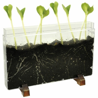 Recipiente transparente com terra, rebentos verdes e raízes visíveis