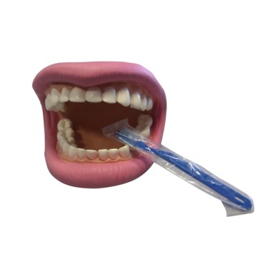 Modelo anatómico de boca humana com escova de dentes azul embalada