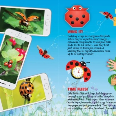 Embalagem colorida de brinquedo Ladybug com ilustrações e texto explicativo