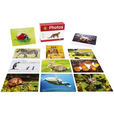 Cartas fotográficas coloridas de animais e caixa vermelha com a palavra Photos