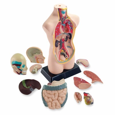 Modelo anatómico humano com órgãos internos desmontáveis