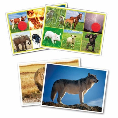 Cartões ilustrados com fotos de vários animais e ambientes naturais