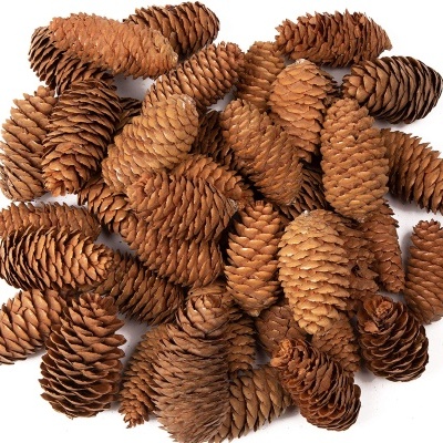 Conjunto de pinhas naturais castanhas sobre fundo branco