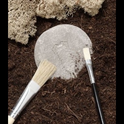 Pegada de dinossauro em cimento com pincéis e musgo