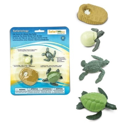 modelos ciclo de vida da tartaruga verde do mar em diferentes etapas, embalagem azul e amarela