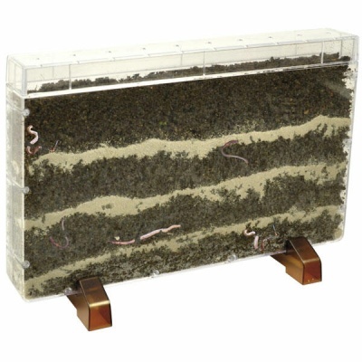 Formigueiro transparente com terra e formigas rosadas