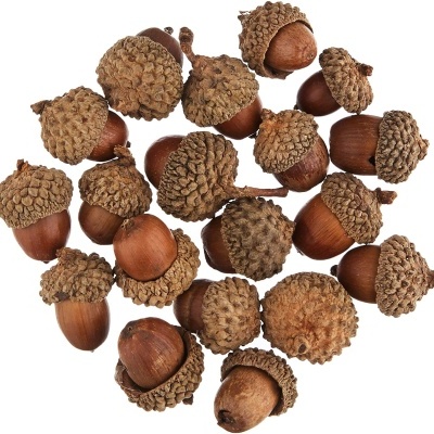 Conjunto de bolotas castanhas com casca texturizada