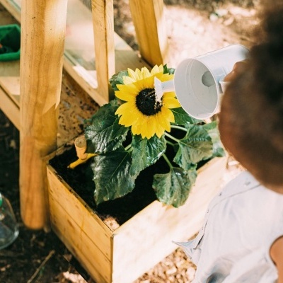 Criança regando planta de girassol num canteiro de madeira com ferramentas de jardinagem próximas