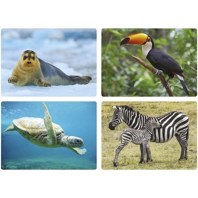 Imagens de foca, tucano, tartaruga marinha e zebras em ambientes naturais.