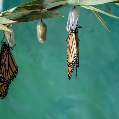 Crisalidas de borboleta penduradas num ramo com folhas verdes.