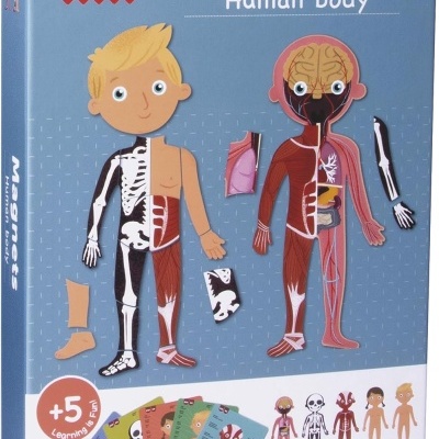Caixa de brinquedo educativo APLI kids Magnets Human body com peças magnéticas do corpo humano