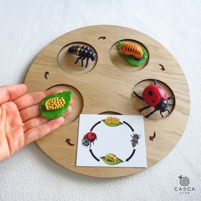 Plataforma redonda de madeira com insetos coloridos em molduras transparentes e um cartão ilustrativo no centro.