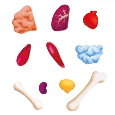 Ilustração colorida de órgãos e ossos humanos em fundo branco