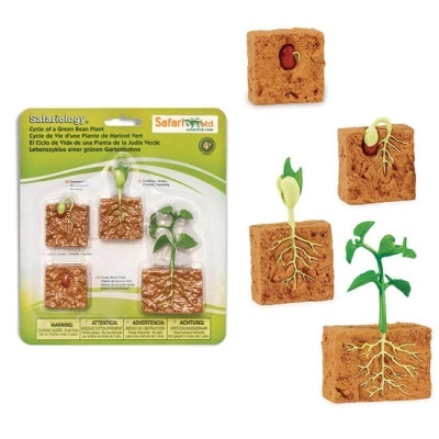 Kit educativo do ciclo de vida de uma planta de feijão verde com blocos de solo castanhos e ilustrações do crescimento da planta.