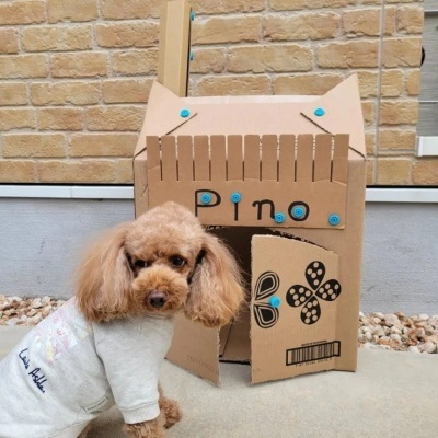 Casa de cartão para cães com detalhes azuis e a palavra 'Pino' escrita em preto