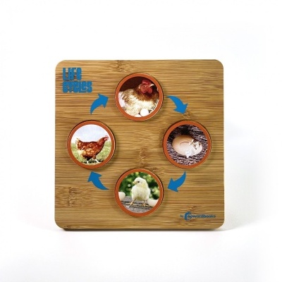 quebra-cabeças de madeira com ciclo de vida da galinha em quatro etapas