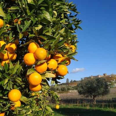 Árvore de laranjas com frutos laranja em campo ensolarado, céu azul e castelo ao fundo