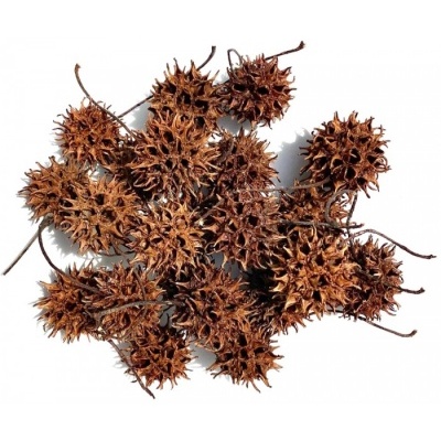 Frutos secos espinhosos castanhos sobre fundo branco