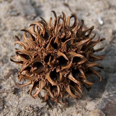 Fruto seco castanho com textura rugosa e estrutura espinhosa sobre solo arenoso