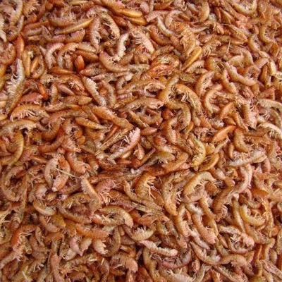 Camarões pequenos alaranjados amontoados