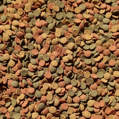 ração para peixes em discos coloridos textura granulada