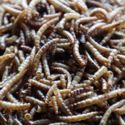Vermes secos castanhos com textura segmentada
