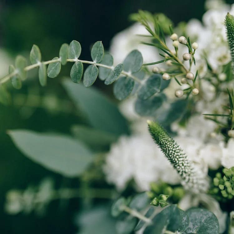 Ramo de flores com eucalipto e flores brancas