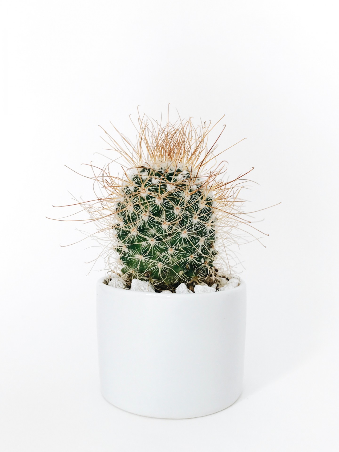 Round Cylinder White Pot Cactus Cacto verde com espinhos finos em vaso branco cilíndrico