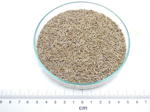 Cominho bio* cominho semente granel